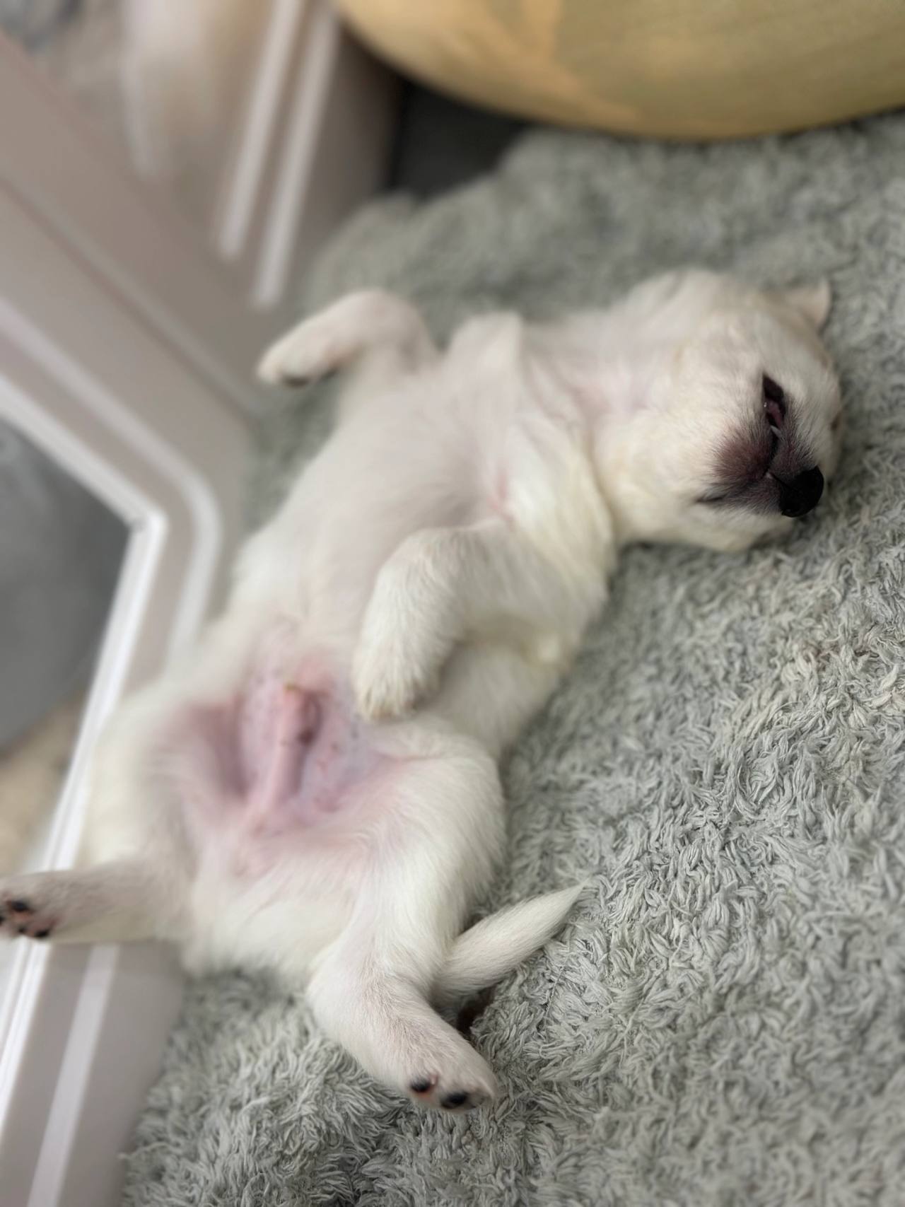 영암유기견보호소 안내 사진
