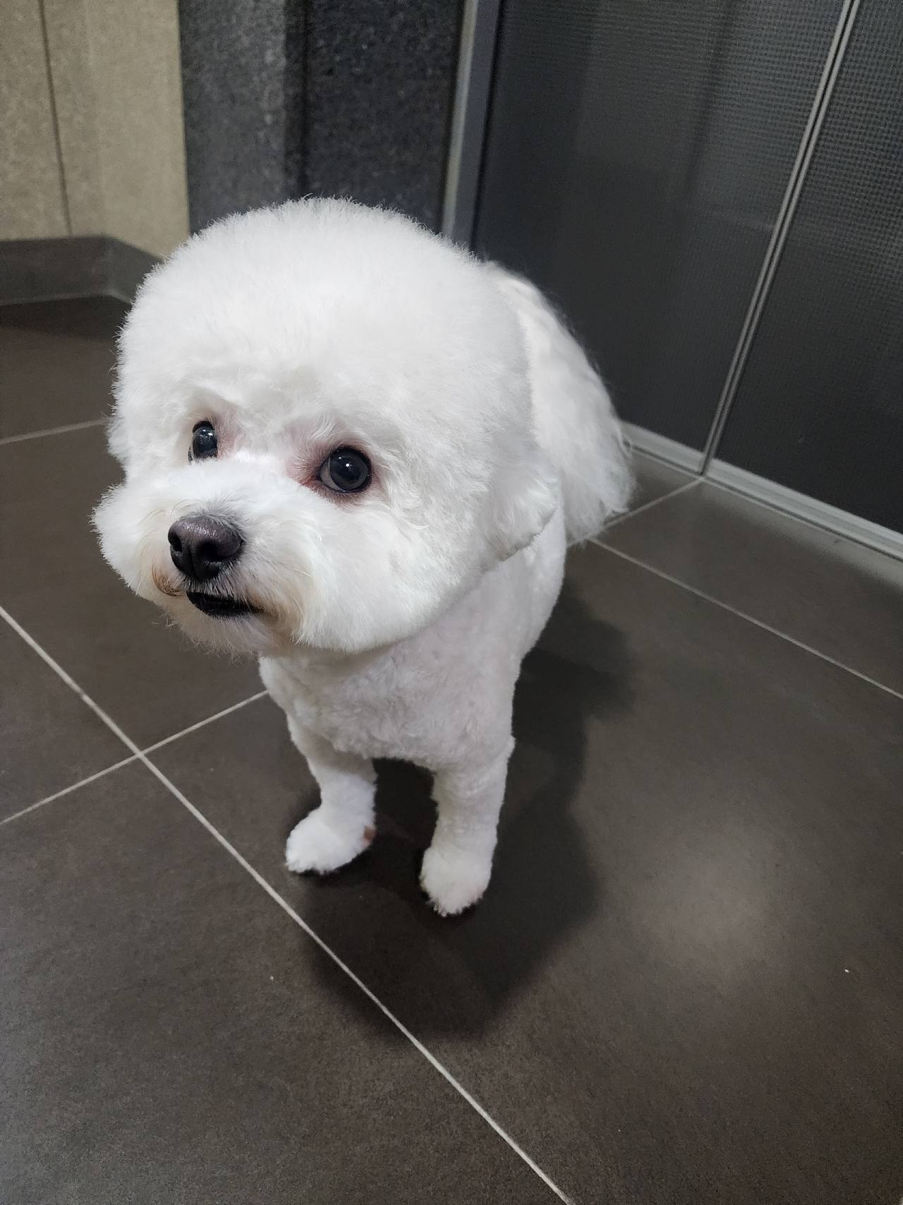 거창강아지보호소 안내 사진