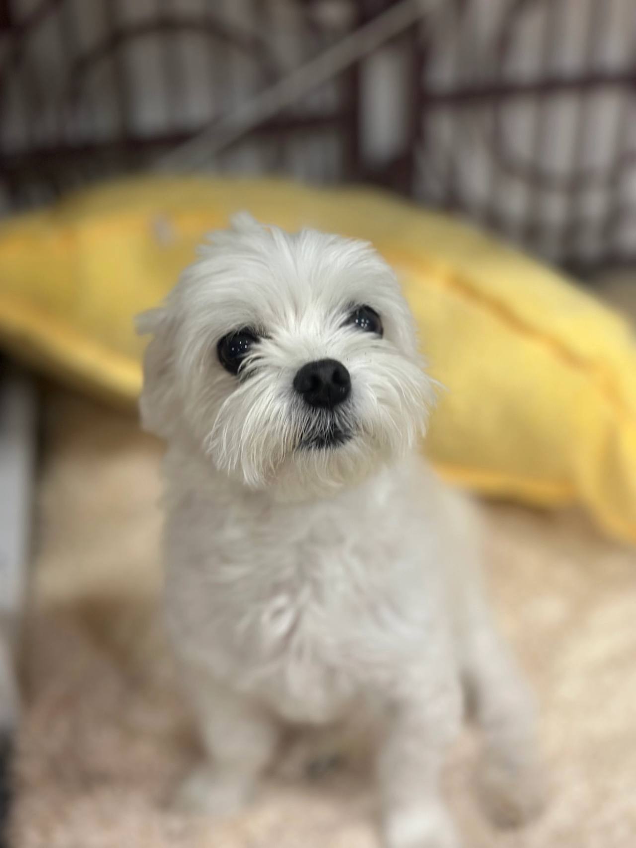 마루