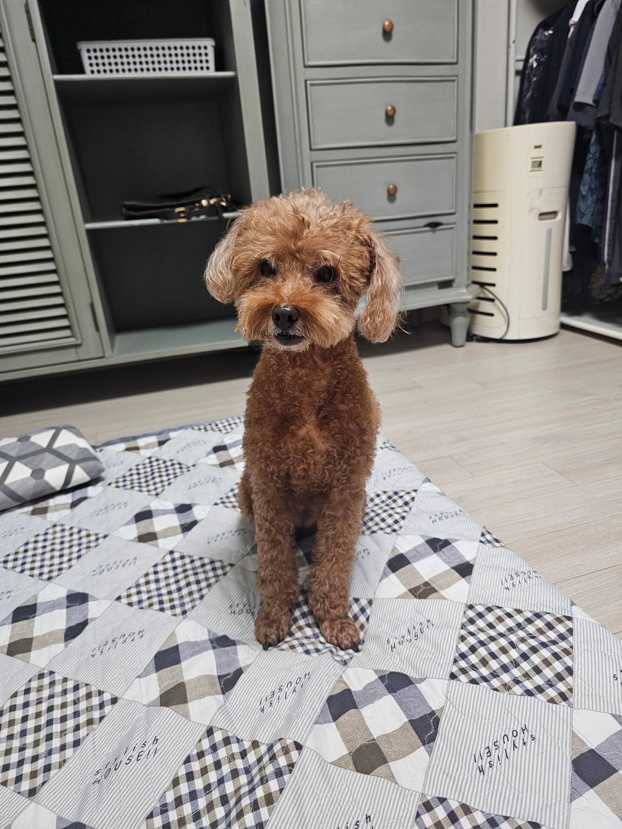 홍성강아지파양 안내 사진