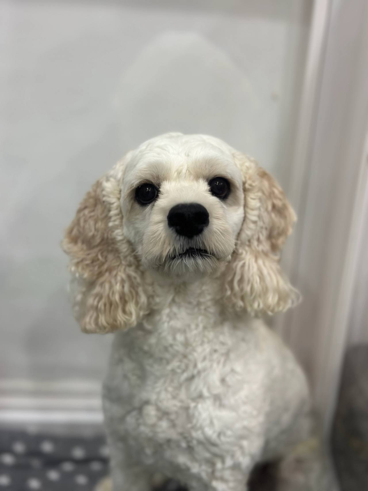 보리