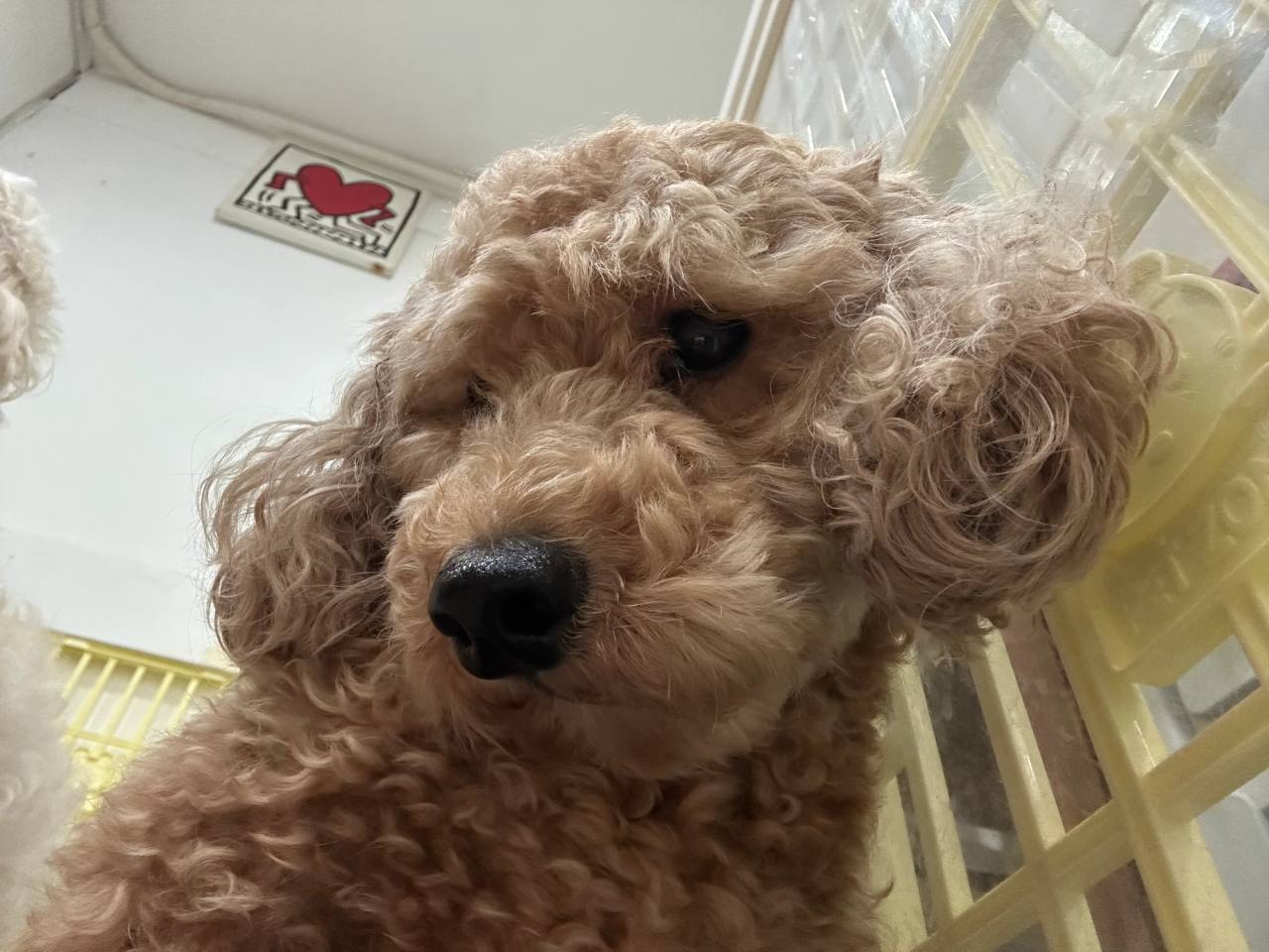 거창유기묘보호소 안내 사진