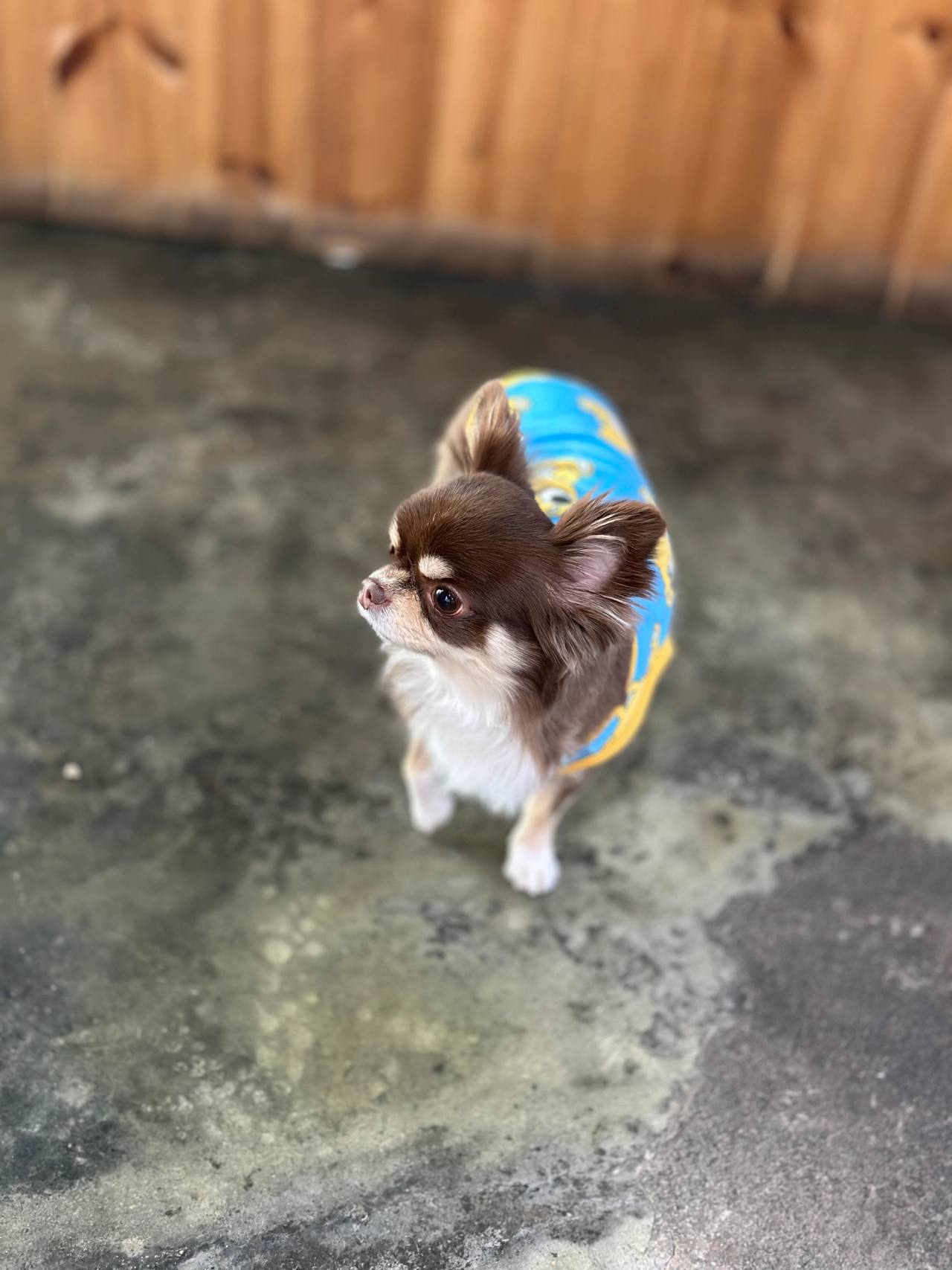 영덕유기견보호소 안내 사진