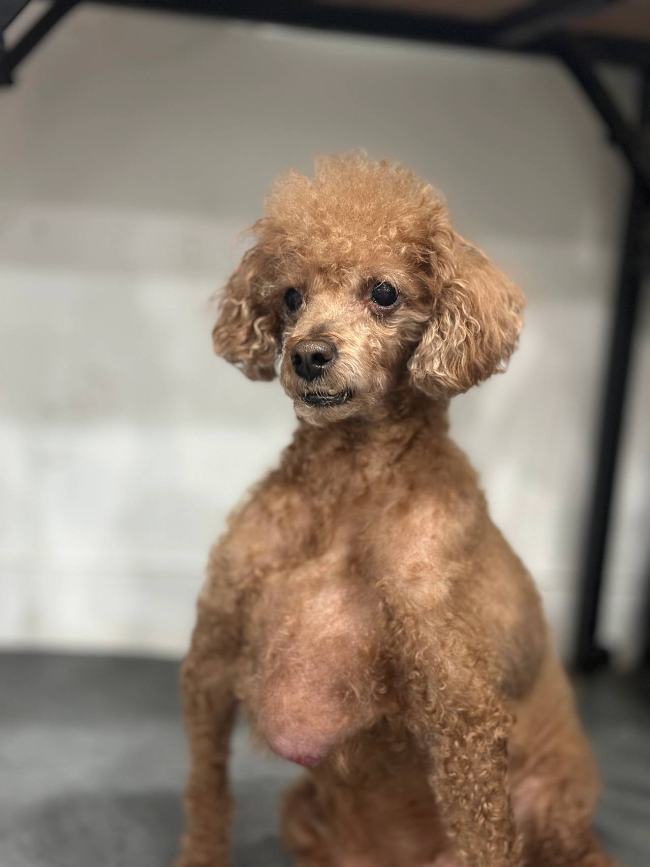 장흥강아지보호소 안내 사진