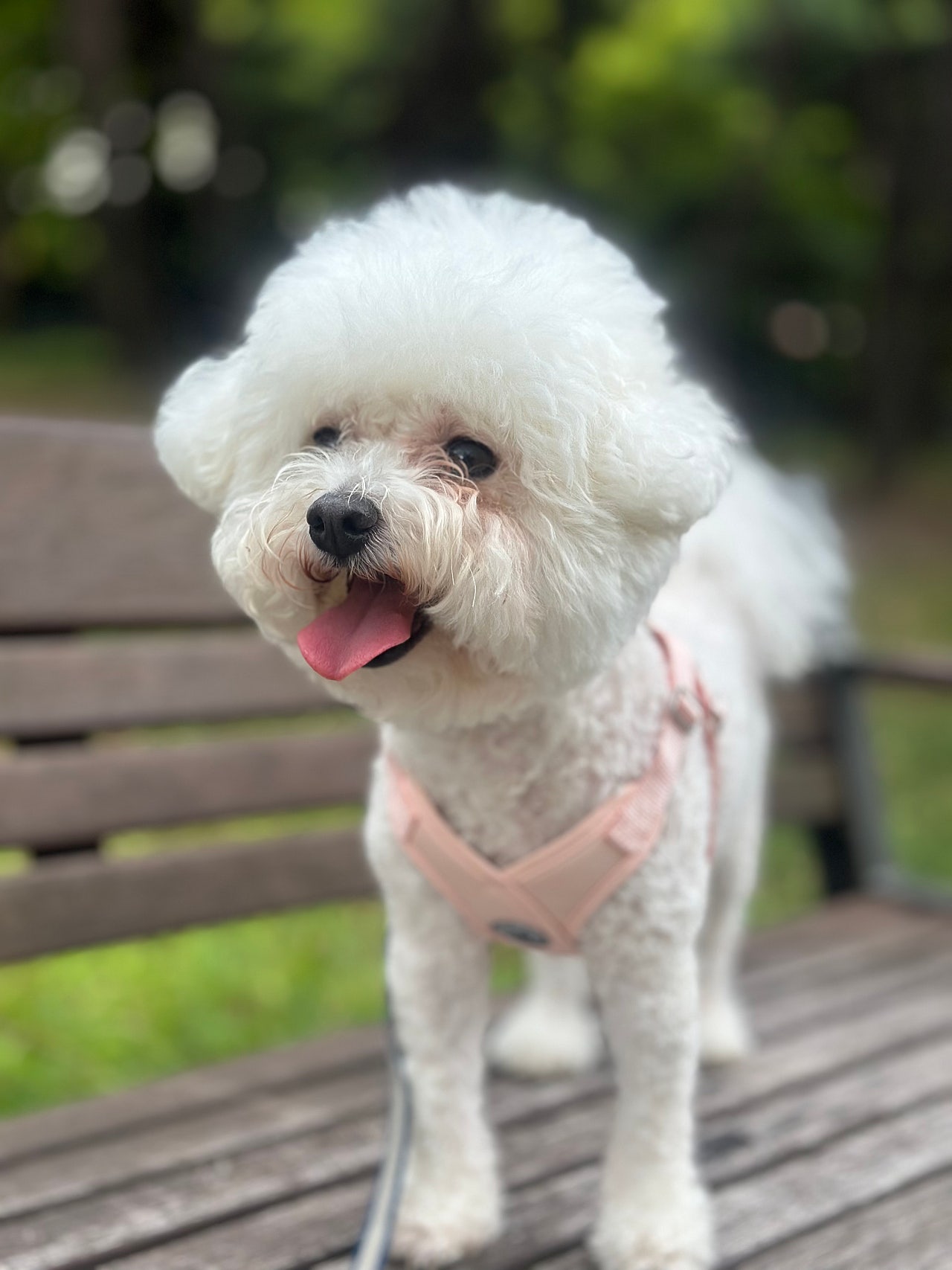 하이바를 쓴 미니비숑 슈가의 산책일기