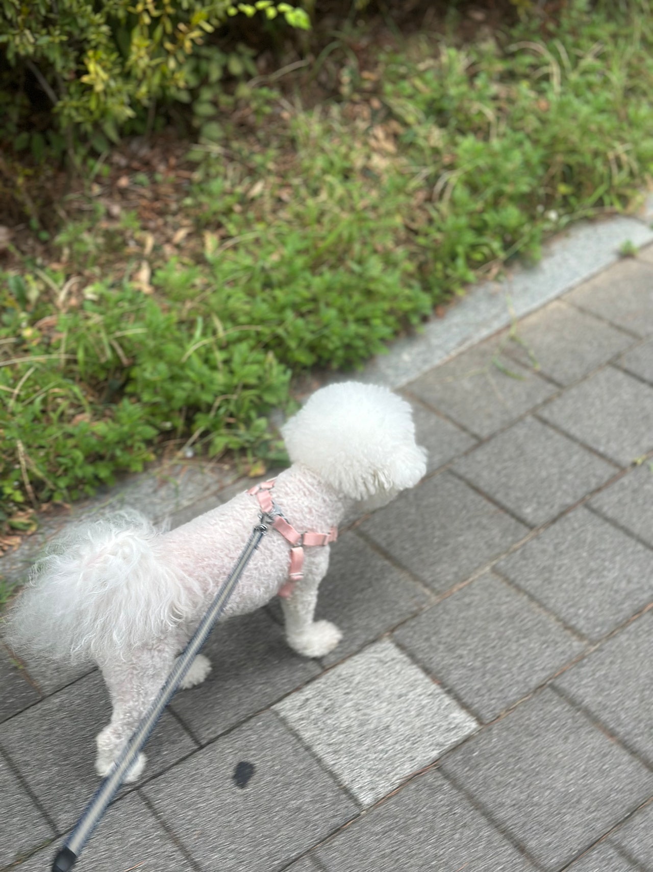 하이바를 쓴 미니비숑 슈가의 산책일기