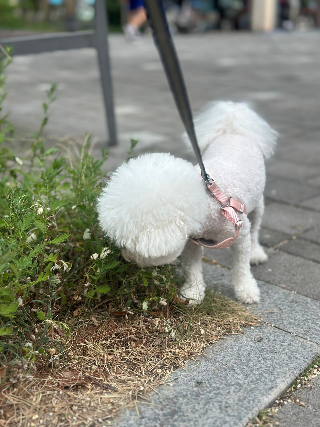 하이바를 쓴 미니비숑 슈가의 산책일기