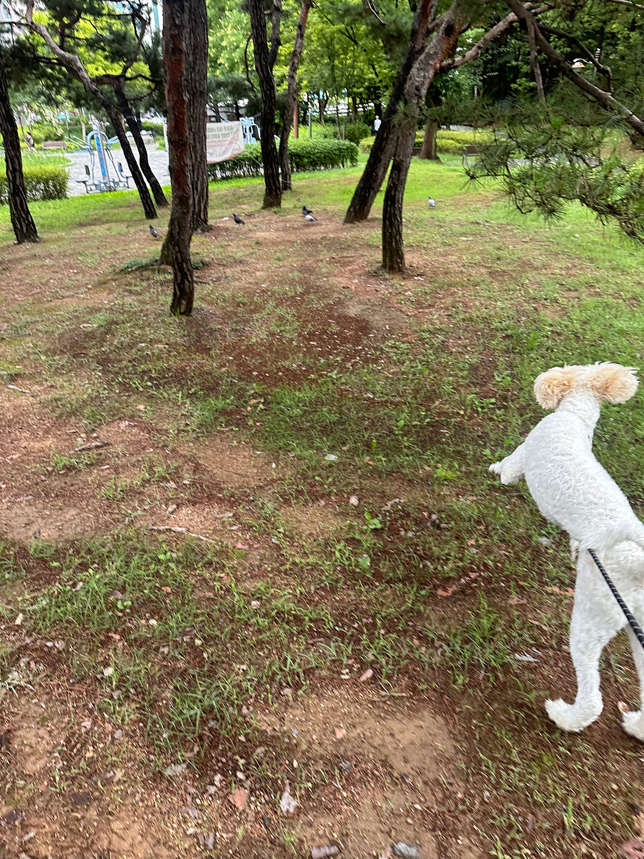 산책중만난 비둘기 덕분에,,,, 날아라 머랭이!!!!!!!