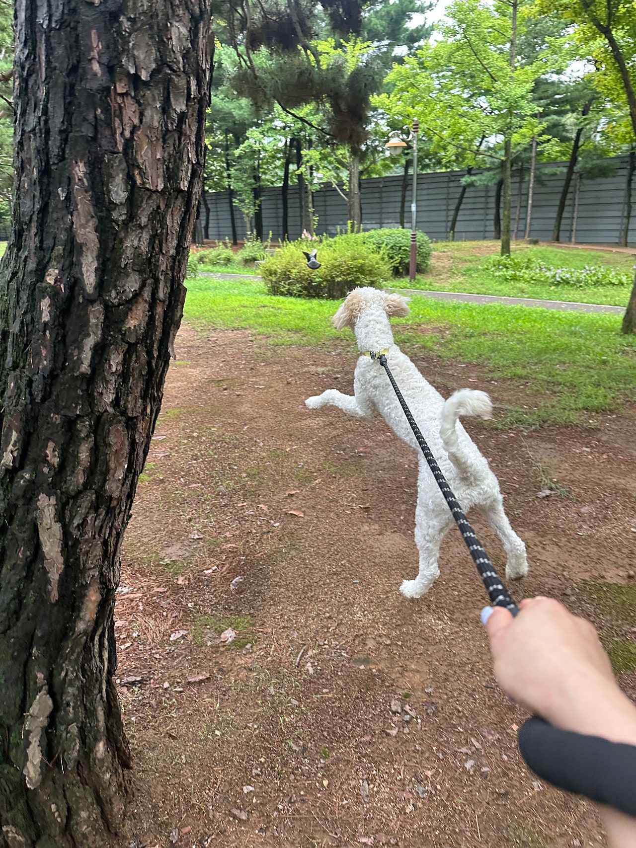 산책중만난 비둘기 덕분에,,,, 날아라 머랭이!!!!!!!