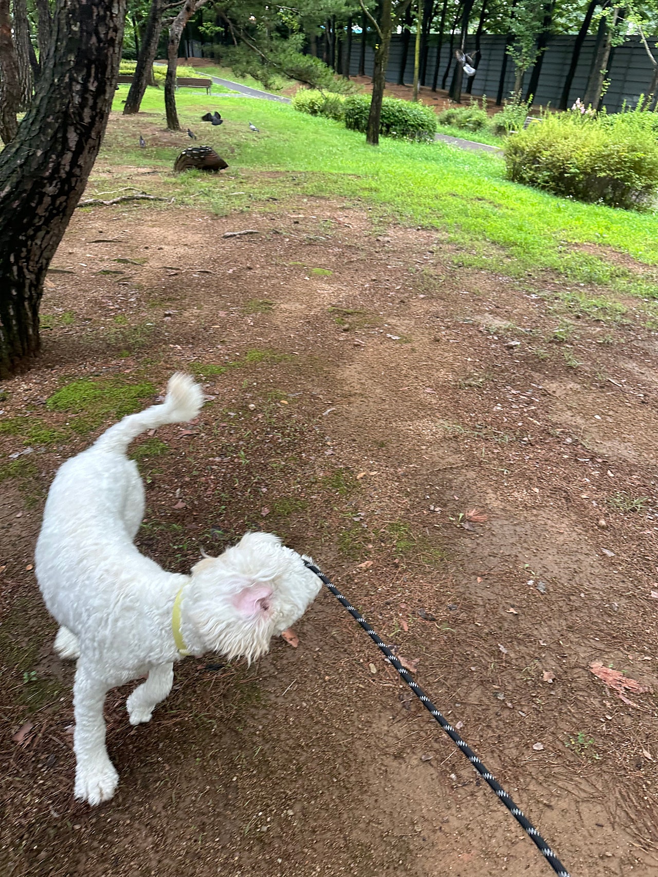 산책중만난 비둘기 덕분에,,,, 날아라 머랭이!!!!!!!