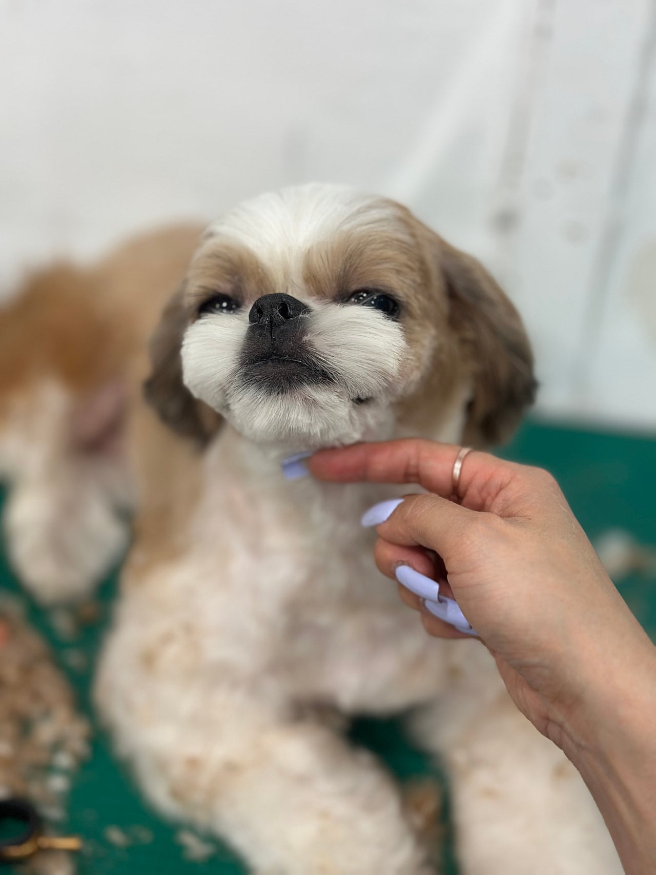복실복실 털이 많이자란 나롱이 여름맞이 빡빡이 미용!!!