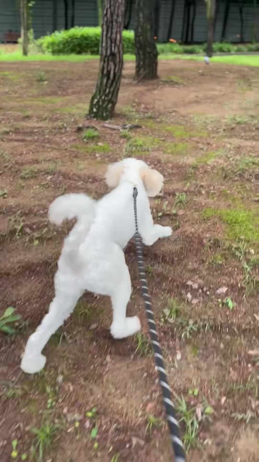 기장고양이파양 안내 사진