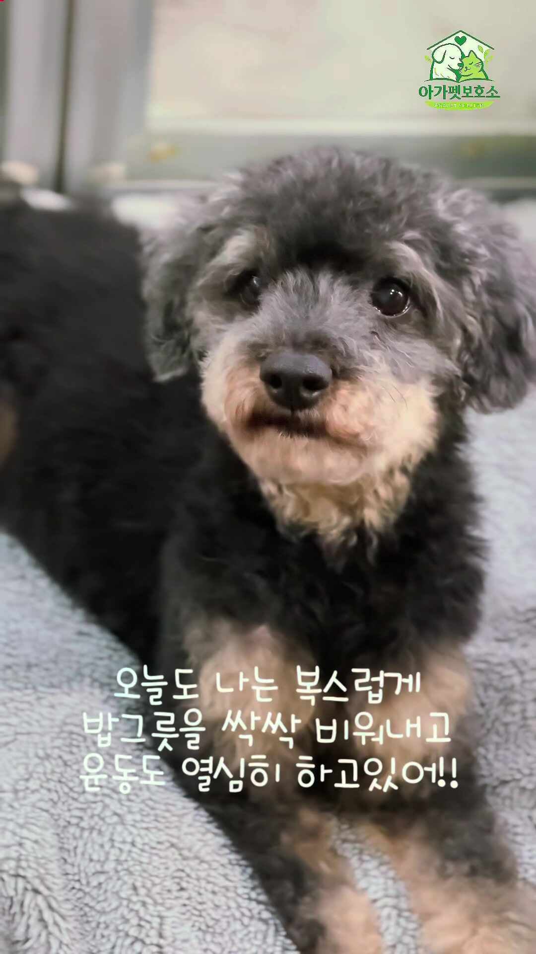 파주강아지파양 안내 사진