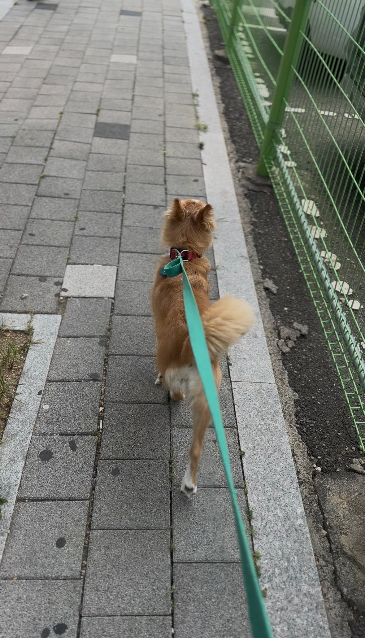 야외배변을 하는 설탕이를 위해 하루 두번 산책!!!!!