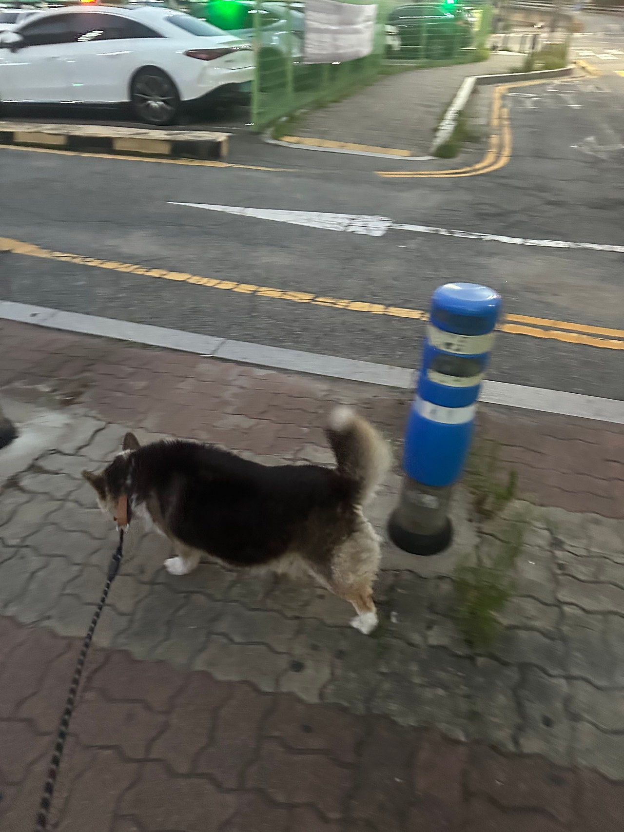 웰시코기 카디건 미르의 산책 (마킹대마왕,,)