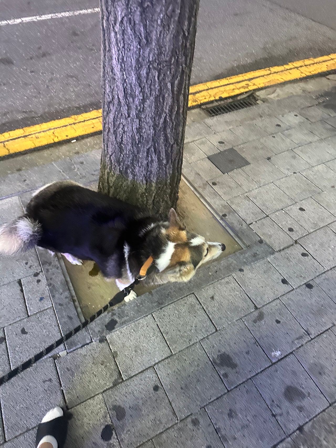 웰시코기 카디건 미르의 산책 (마킹대마왕,,)